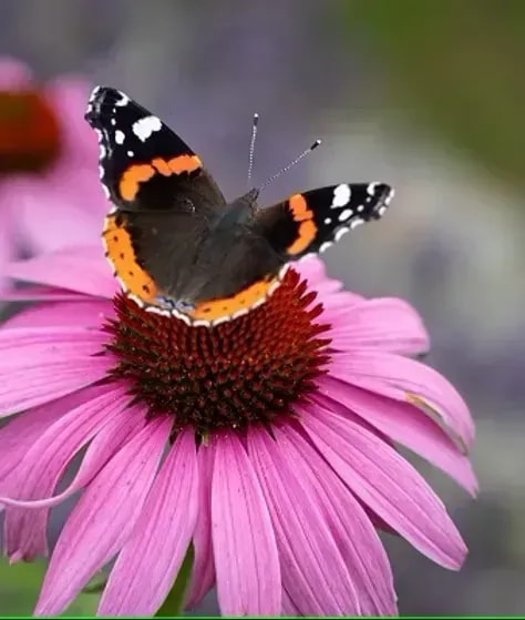 Seminar gewaltfreie Kommunikation Wien